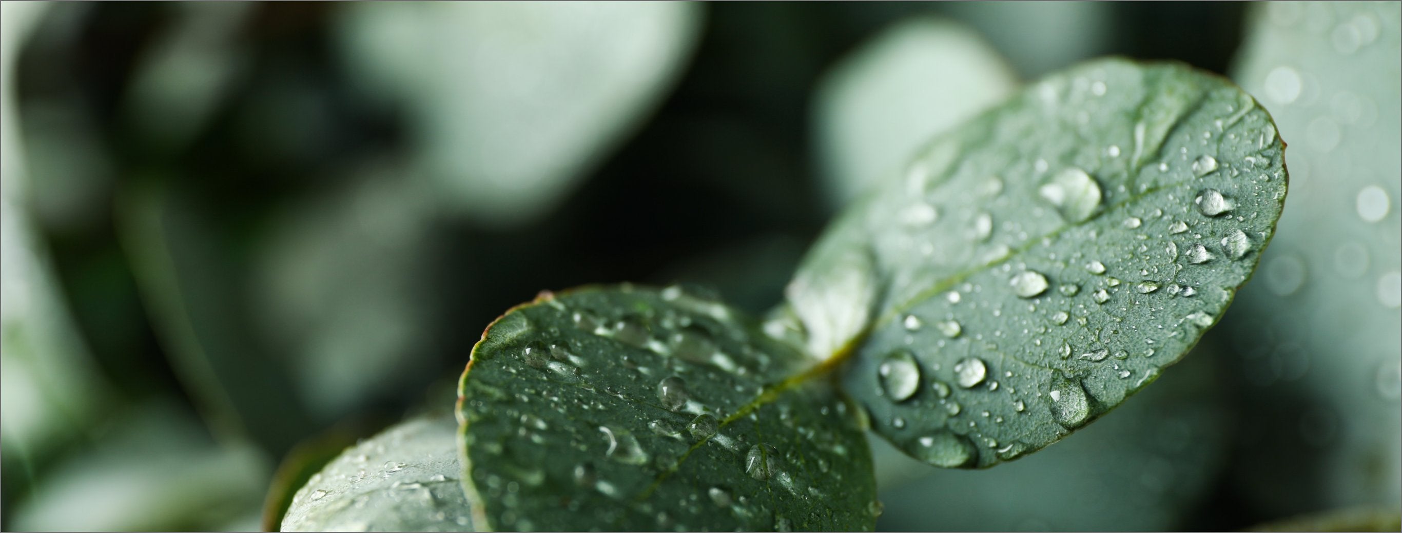 Collection BODY CARE - CENON